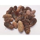 680490994524 Bcd Medium Pinecones Bag Of Perfect For Crafting