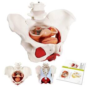 Evotech Scientific 711456514608 Female Pelvis And Perineum Model With Removable Organs Magnetic Mounting Fe