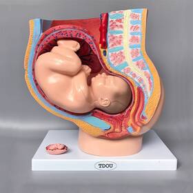 Tdou-f9mbm Tdou Human Female Pelvic Section Pregnancy Anatomical Model Nine Months Baby Fetus