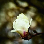 Floral Rain Fragrance Oil To Craft Candles Soaps Lotions Bath Products. Fixed Price $7.00.
