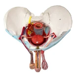 Evotech Male Pelvis Model With Removable Organs, 11 Part Life Size Pelvi.... Fixed Price $402.88.
